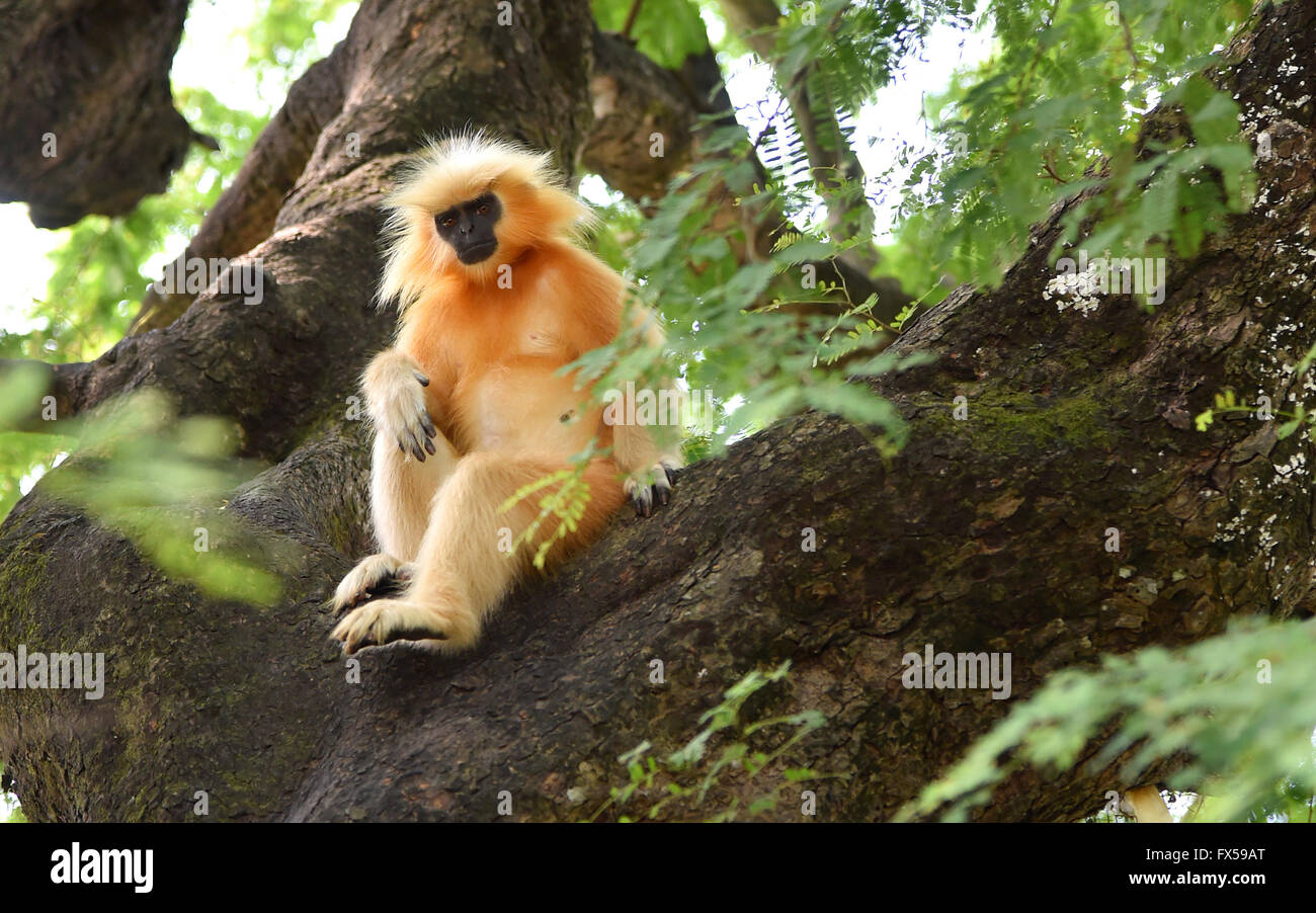 Di Gee golden langur (scimmia dorata) una scimmia del Vecchio Mondo trovato in Assam,l'India.it è uno dei più in pericolo di estinzione di specie di primati Foto Stock