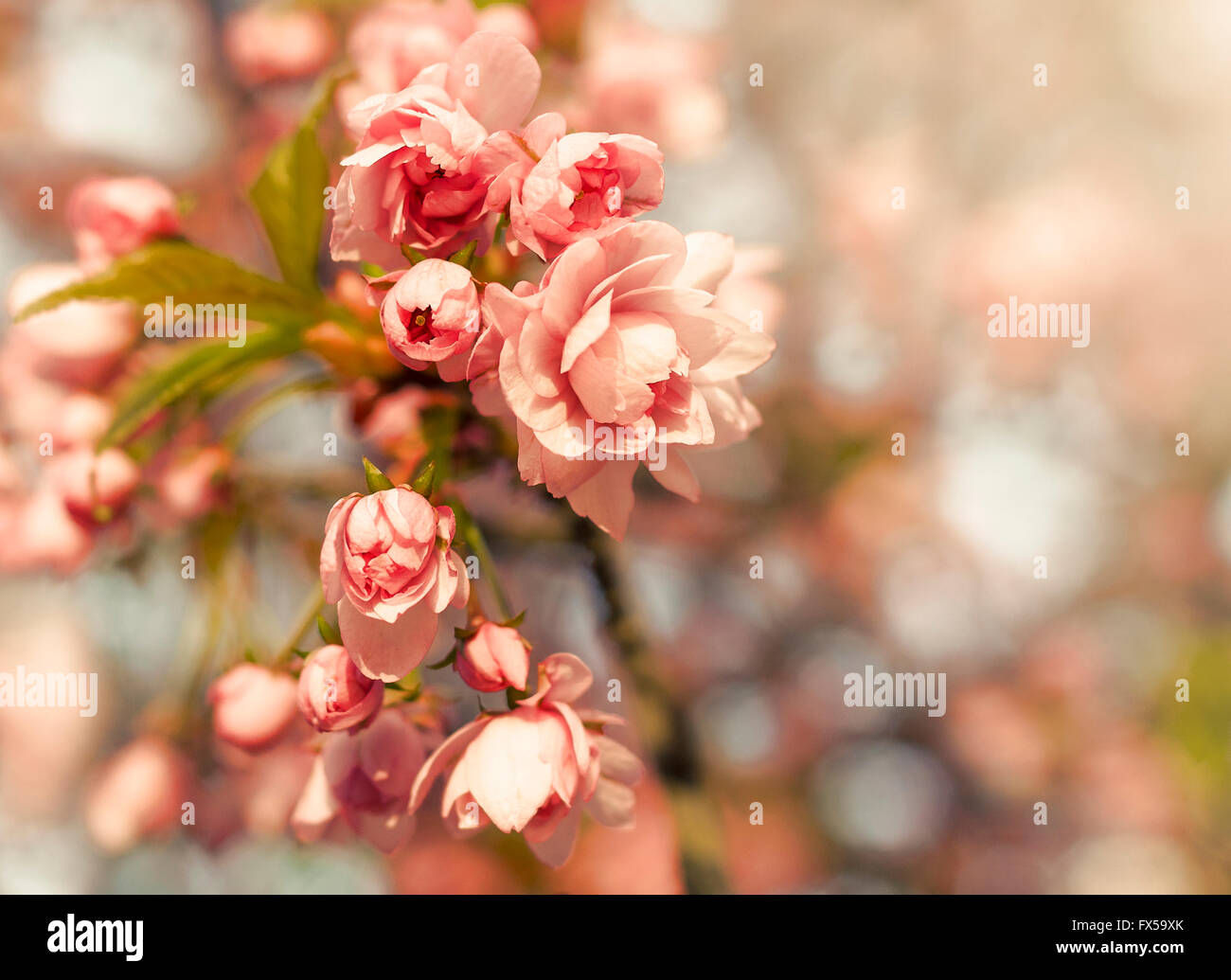 Di un bel colore rosa sakura blossoms closeup. Tonica foto. Foto Stock