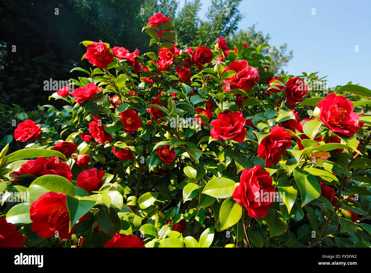 Natur, Jahreszeiten, Fruehling, Baum, Baumbluete, Strauch, rote Blueten, Kamelie, Camellia japonica Foto Stock