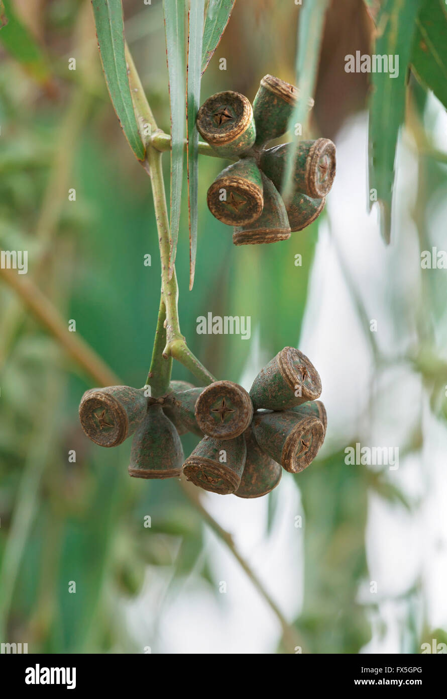 Boccioli di eucalipto close-up su uno sfondo di foglie Foto Stock