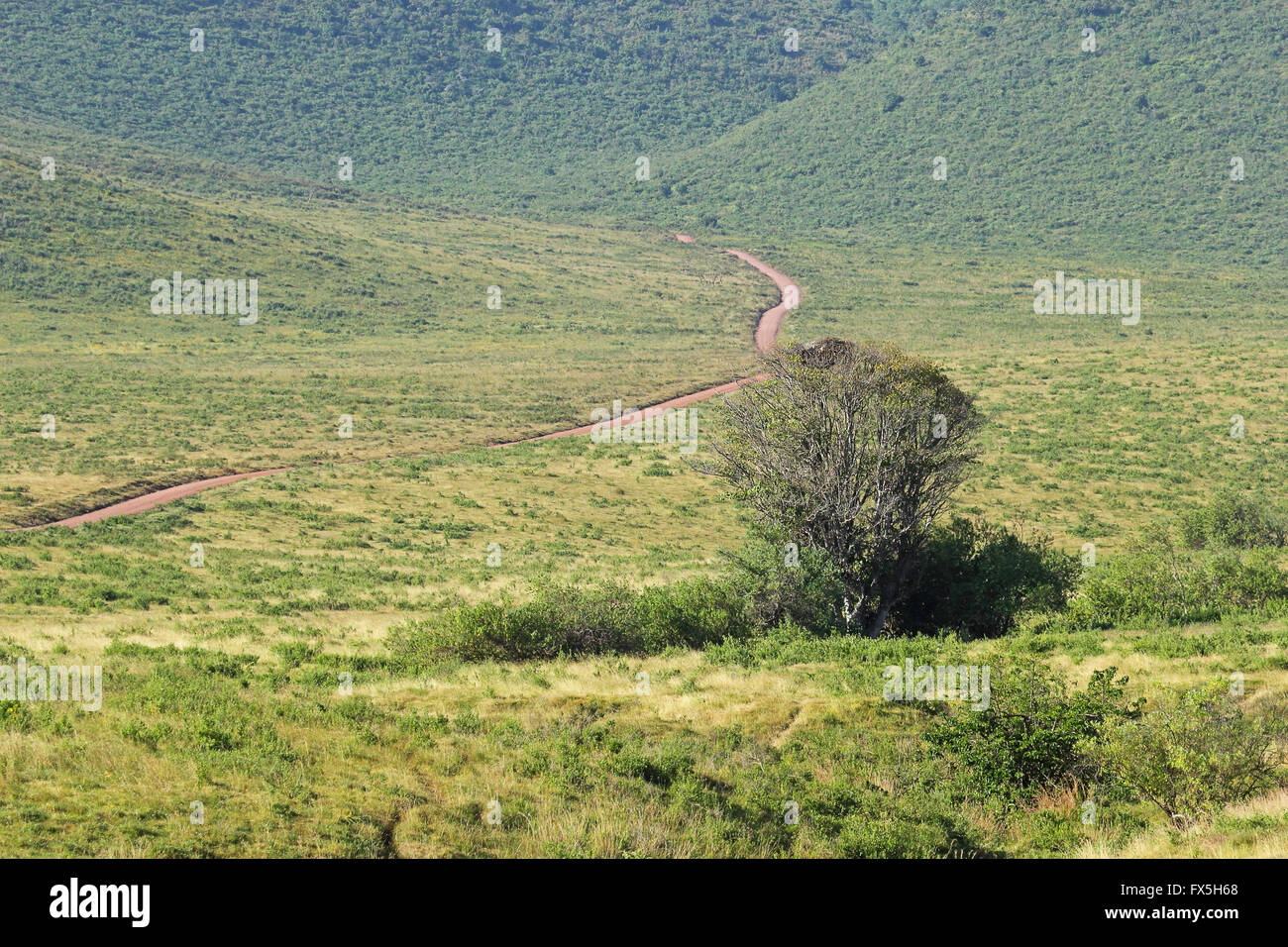 Infinite road circondato dal verde della terra. Parco Nazionale del Serengeti Tanzania Foto Stock