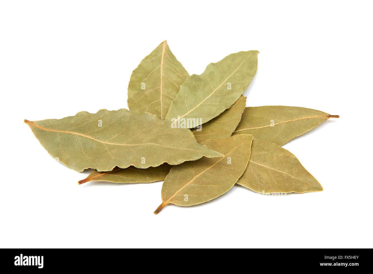 Primo piano immagine di secche foglie di alloro isolato su uno sfondo bianco Foto Stock