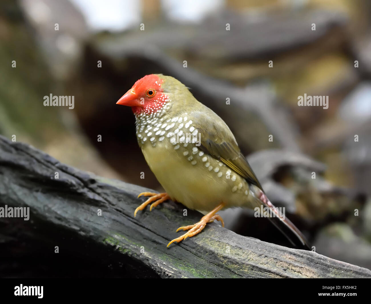 Star finch in appoggio su una succursale nel suo habitat Foto Stock