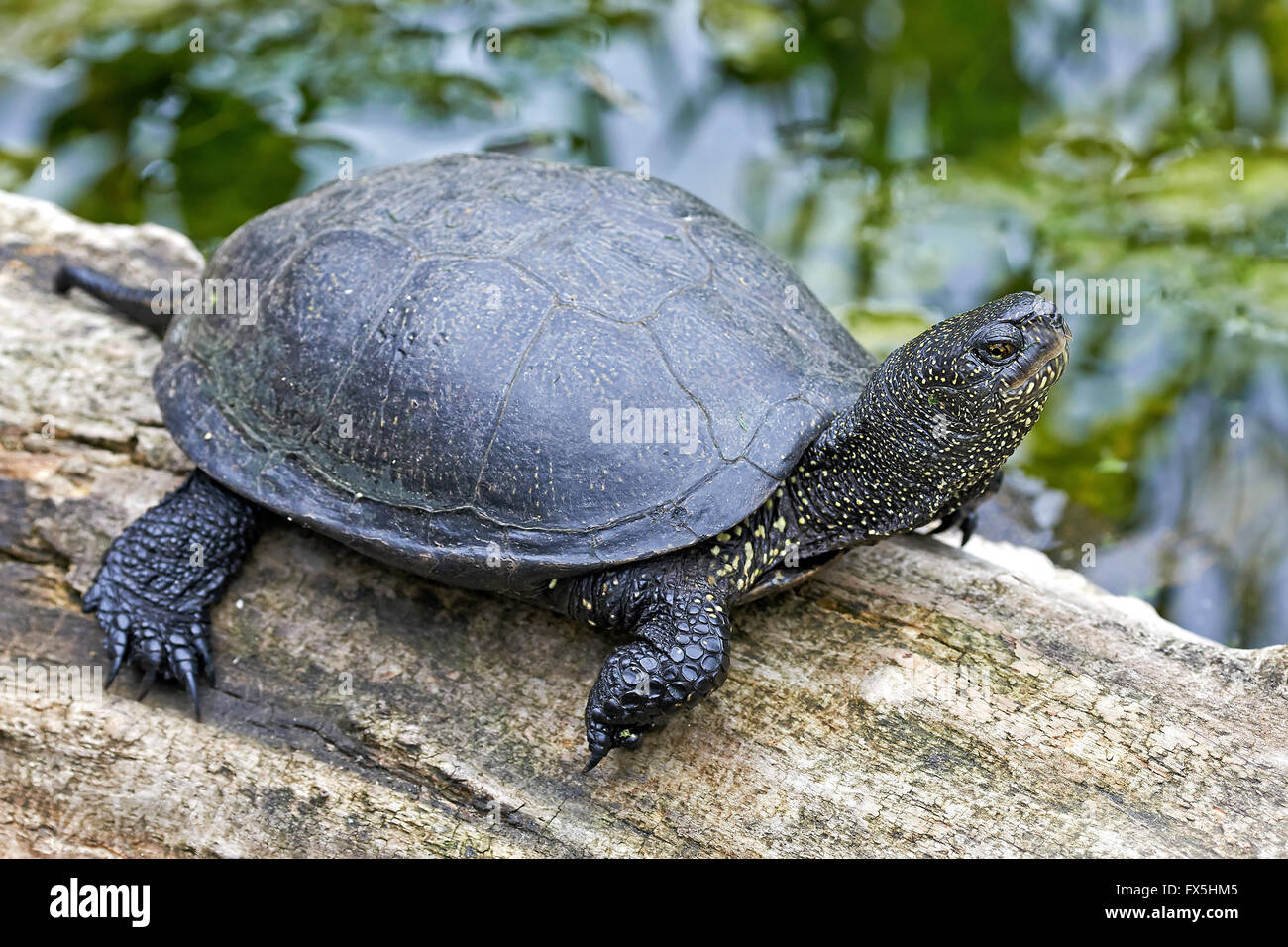 Testuggine palustre in appoggio nel suo habitat naturale Foto Stock