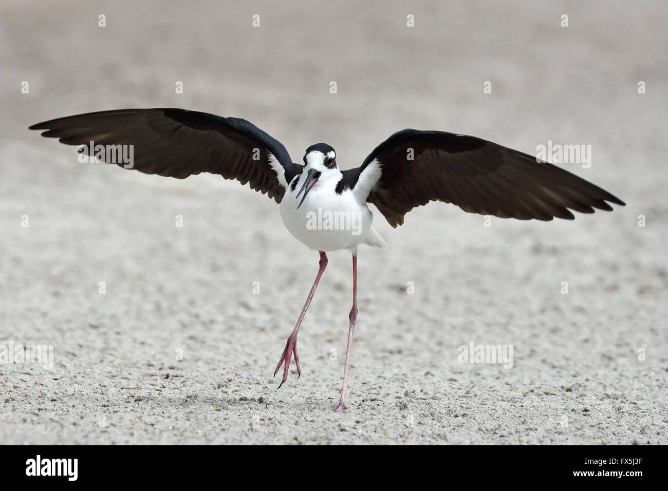 Nero-trampolo a collo alto con ali aperte a piedi nella sabbia Foto Stock
