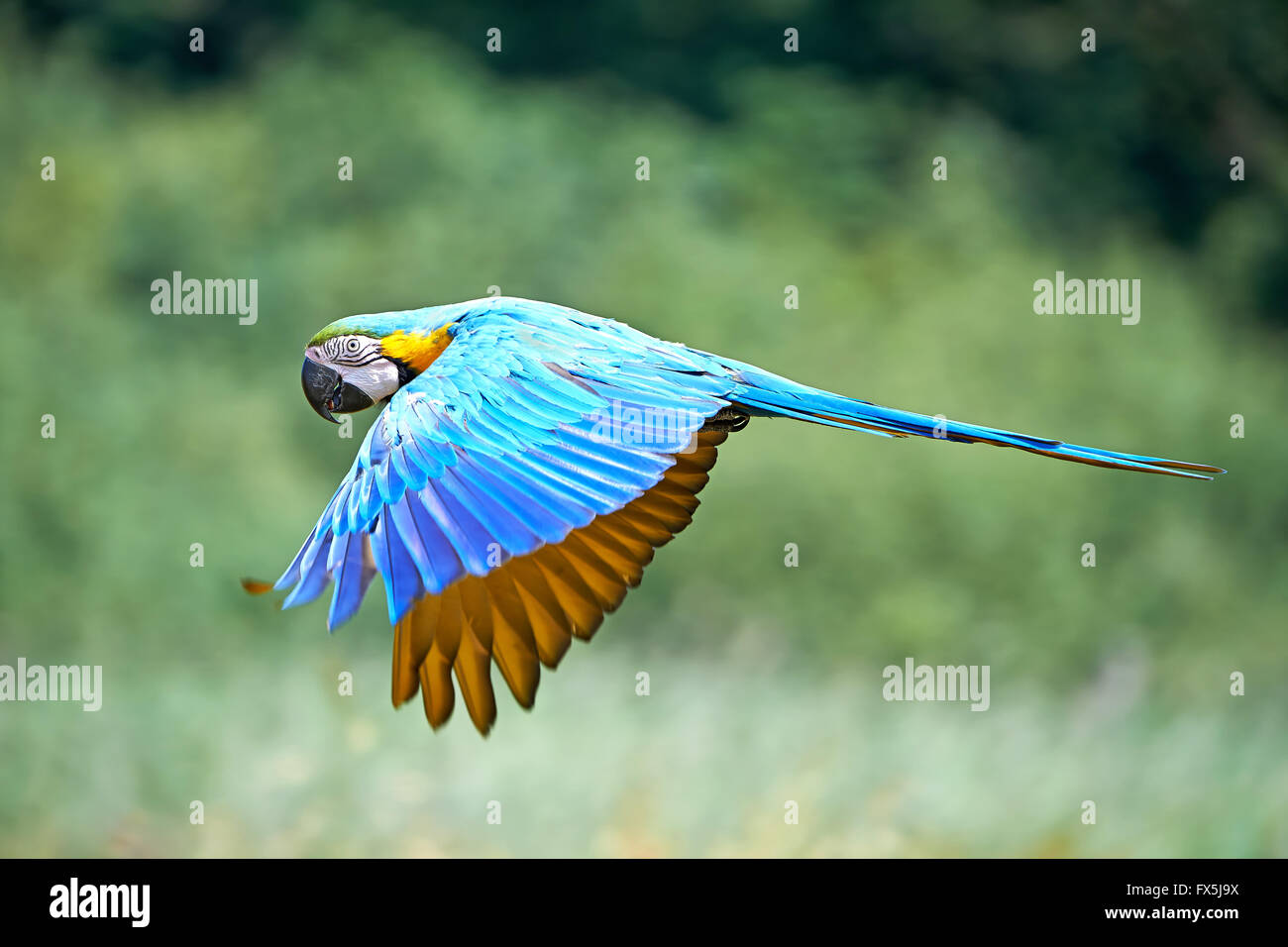 Blu e Giallo Macaw in volo nel suo habitat Foto Stock