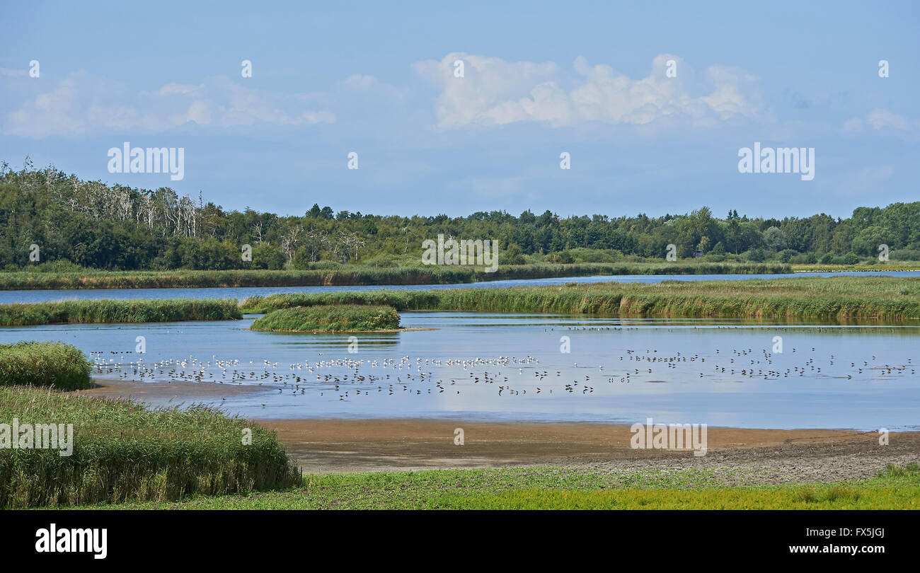Hovvig bird area protetta situata nel nord della Zelanda, Danimarca Foto Stock