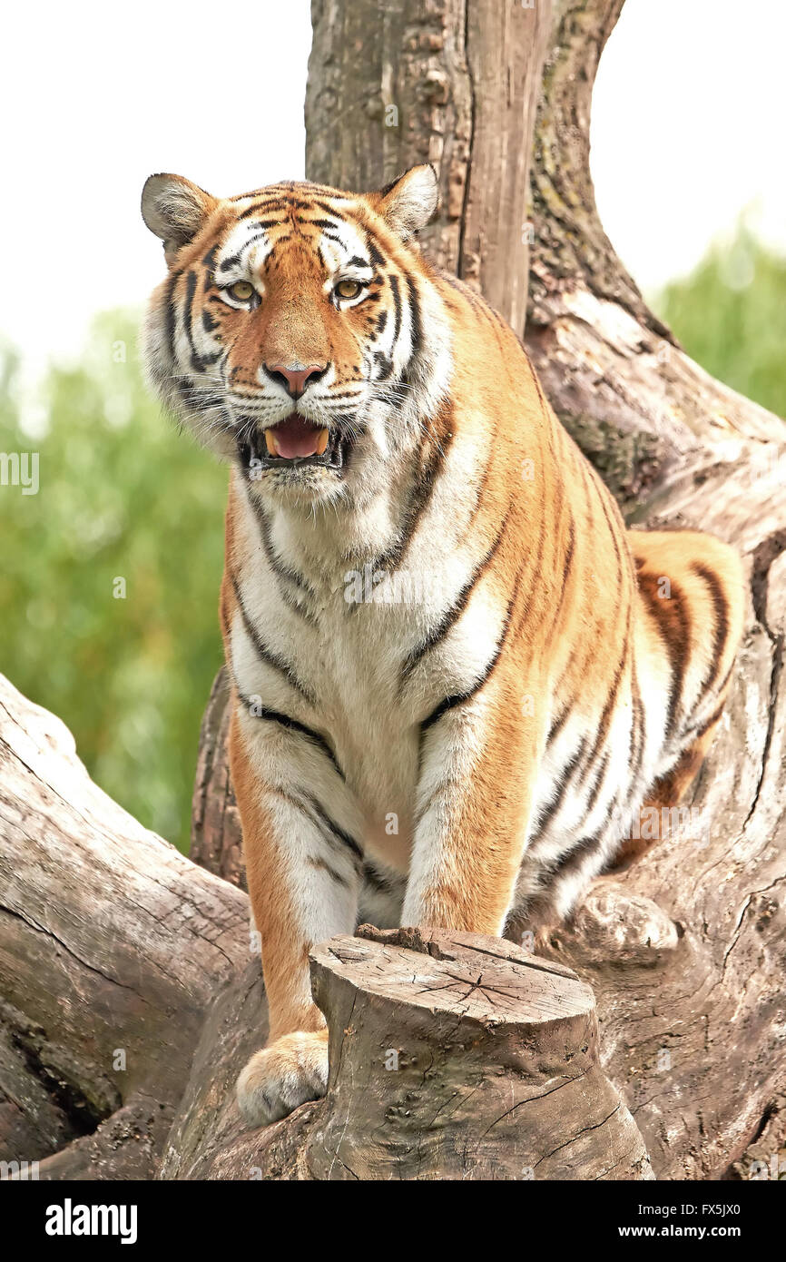 Tigre di Amur in appoggio in una struttura ad albero nel suo habitat Foto Stock