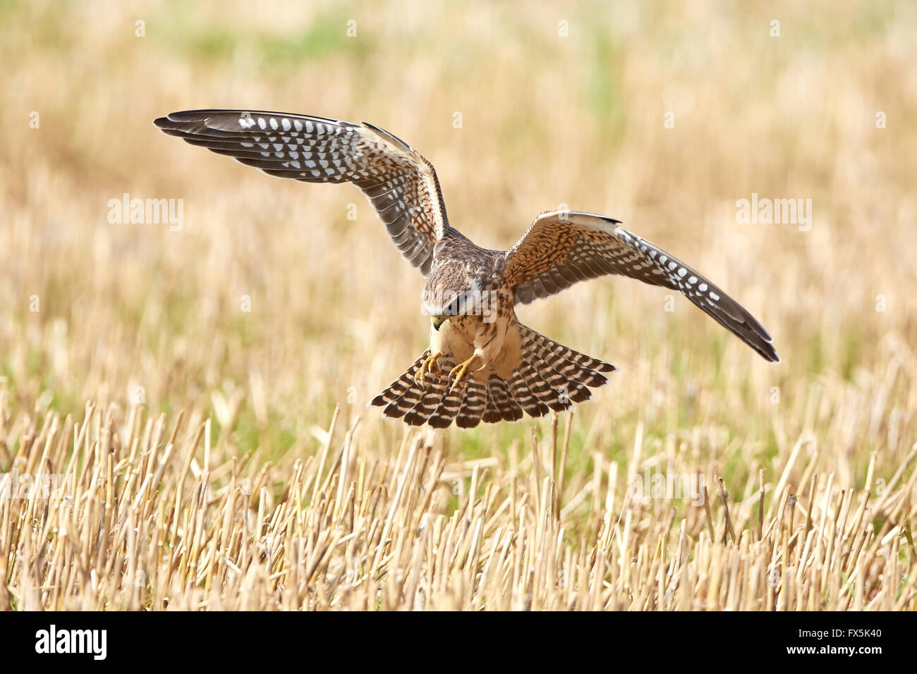 Red footed falcon a caccia di insetti in un campo di coltivazione Foto Stock