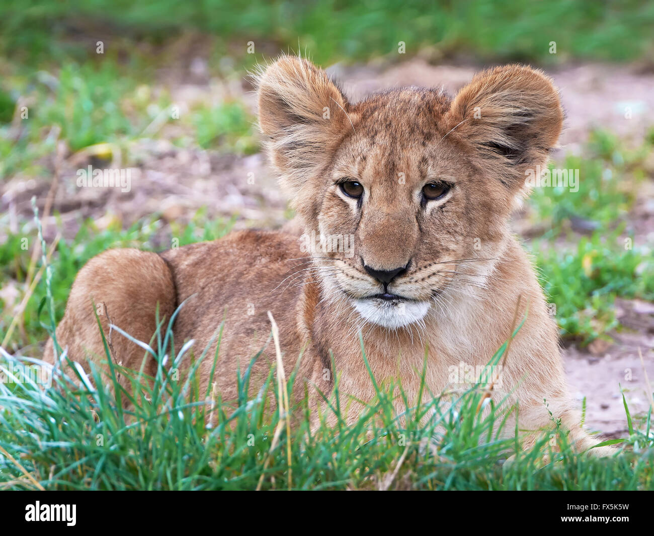 Primo piano immagine di un Lion cub in appoggio nel suo habitat Foto Stock
