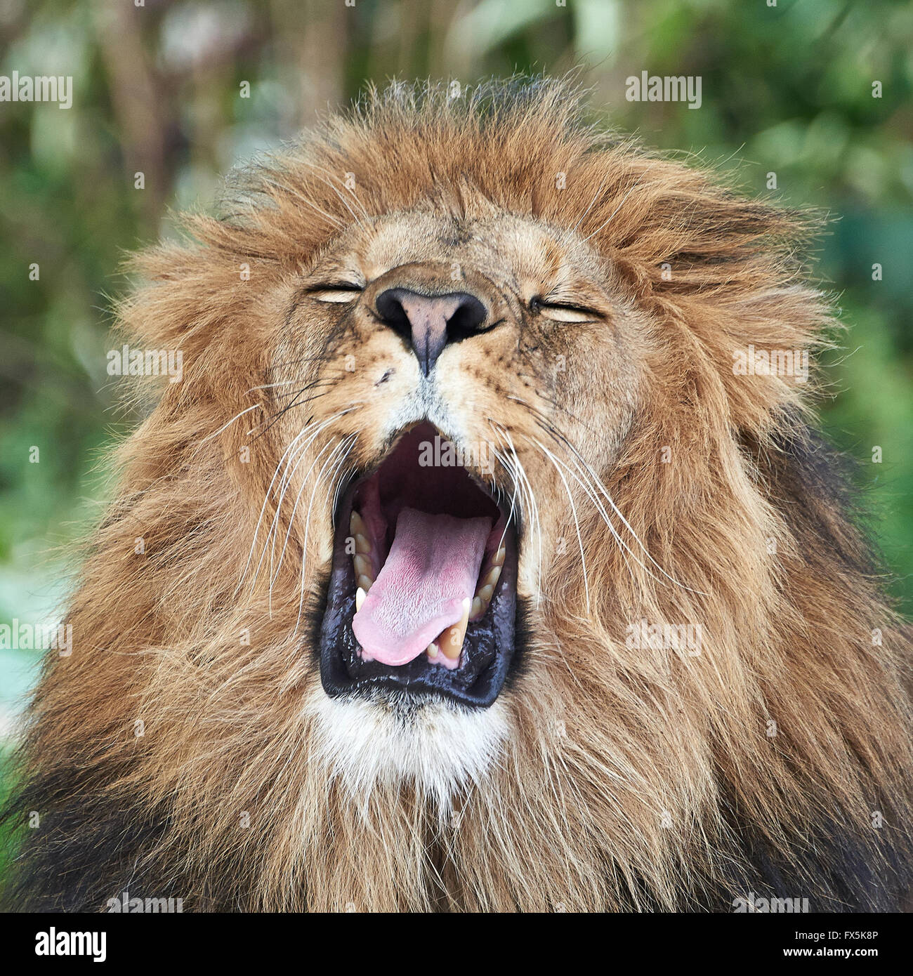 Closeup ritratto di un maschio stanco Lion sbadigli con gli occhi chiusi Foto Stock
