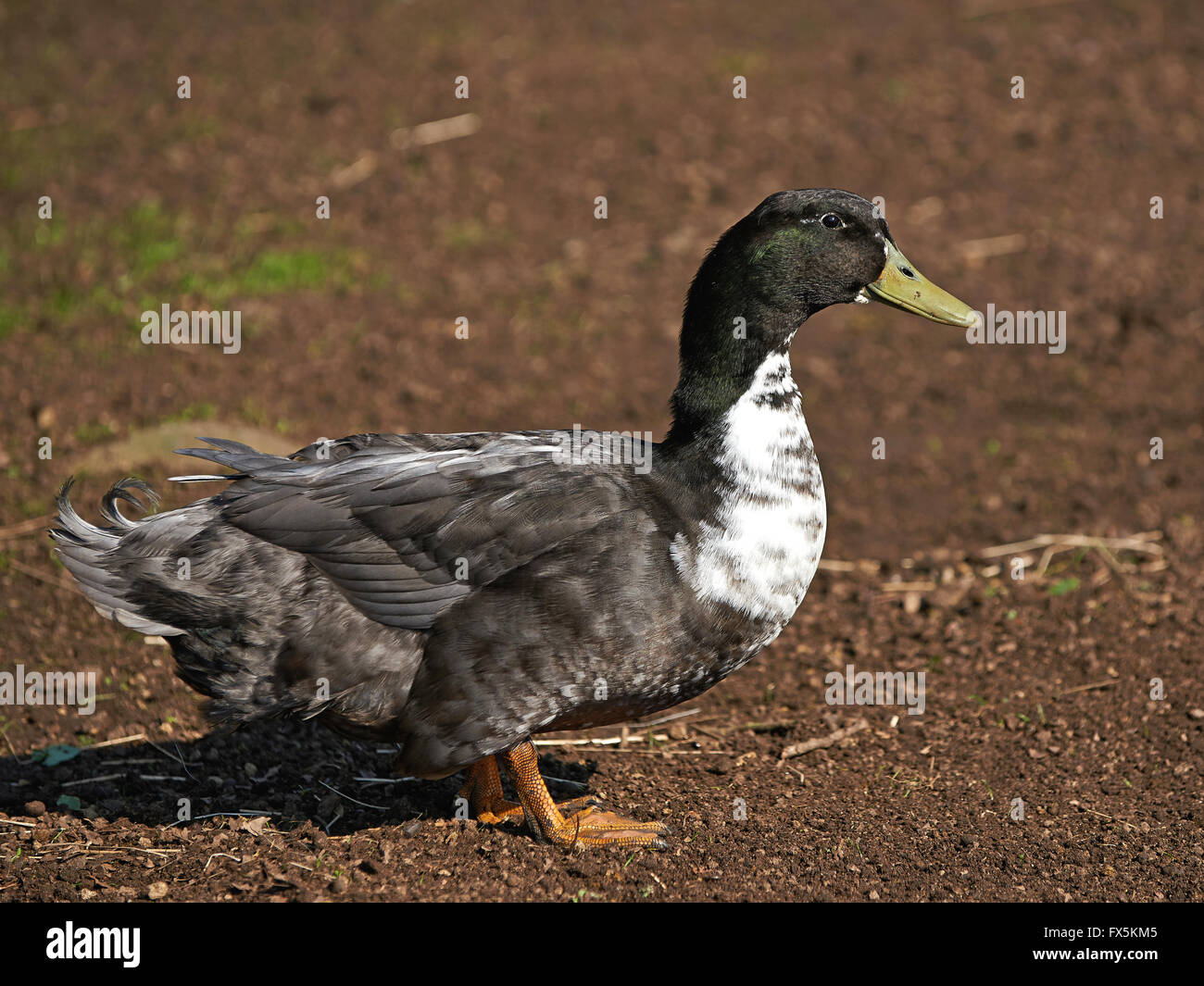 Danese anatra domestica in piedi al sole sulla terra Foto Stock