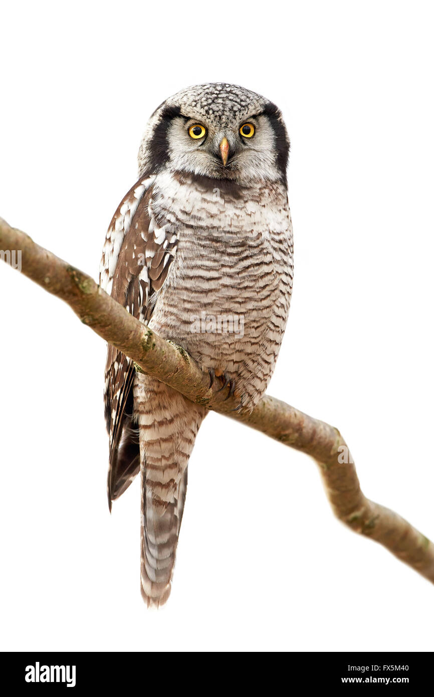 Northern Hawk Owl poggiante su una succursale nel suo habitat Foto Stock
