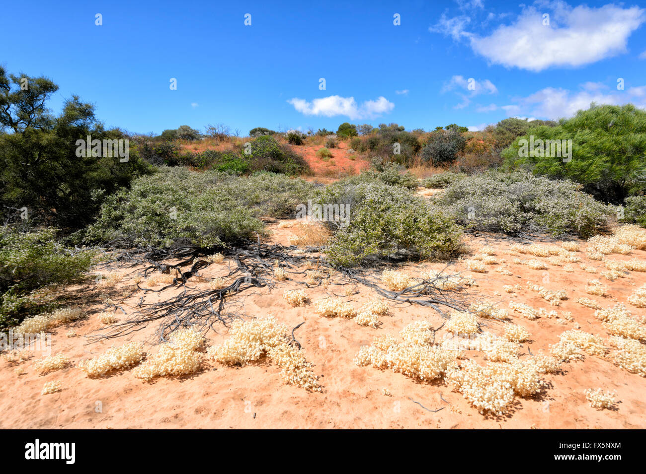 La vegetazione della costa nord ovest del Western Australia, Australia Foto Stock