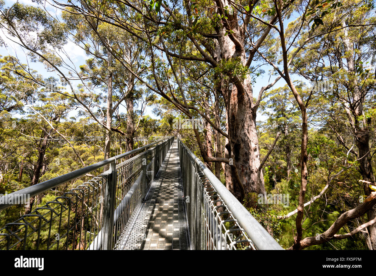 Tree Top Walk, Valle dei Giganti, Walpole-Nornalup National Park, Australia occidentale, Australia Foto Stock