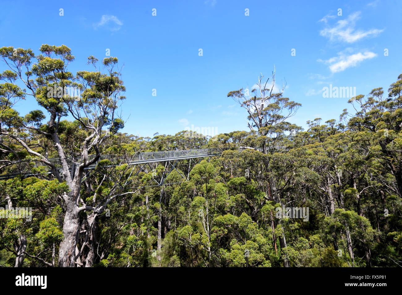 Tree Top Walk, Valle dei Giganti, Walpole-Nornalup National Park, Australia occidentale, WA, Australia Foto Stock