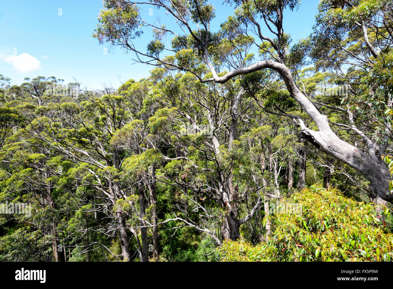 Red Tingle Tree (eucalipto jacksonii), Valle dei Giganti, Walpole-Nornalup National Park, Australia occidentale Foto Stock