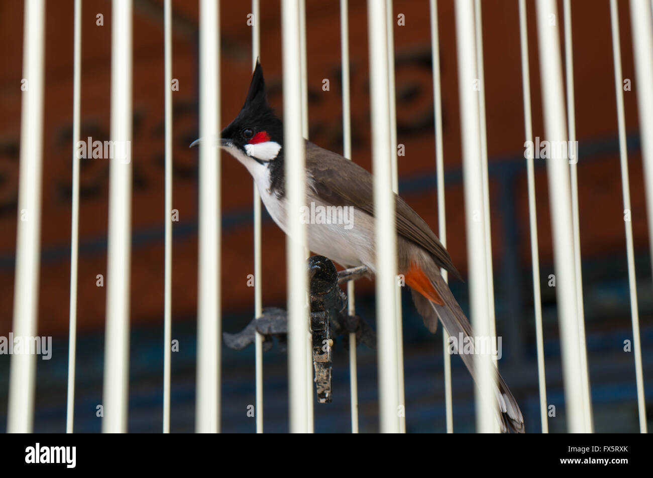 Buona fortuna uccello in una gabbia in Thailandia Foto Stock