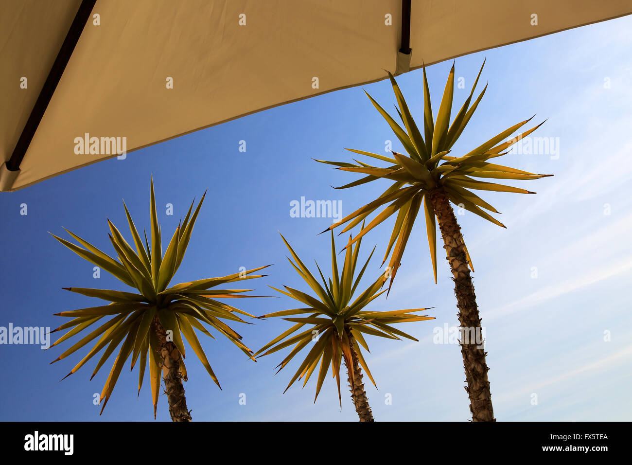 Yucca aloifolia, Spagnolo a baionetta, pianta di giardino contro il cielo blu Parco Nazionale Cabo de Gata, Almeria, Spagna Foto Stock