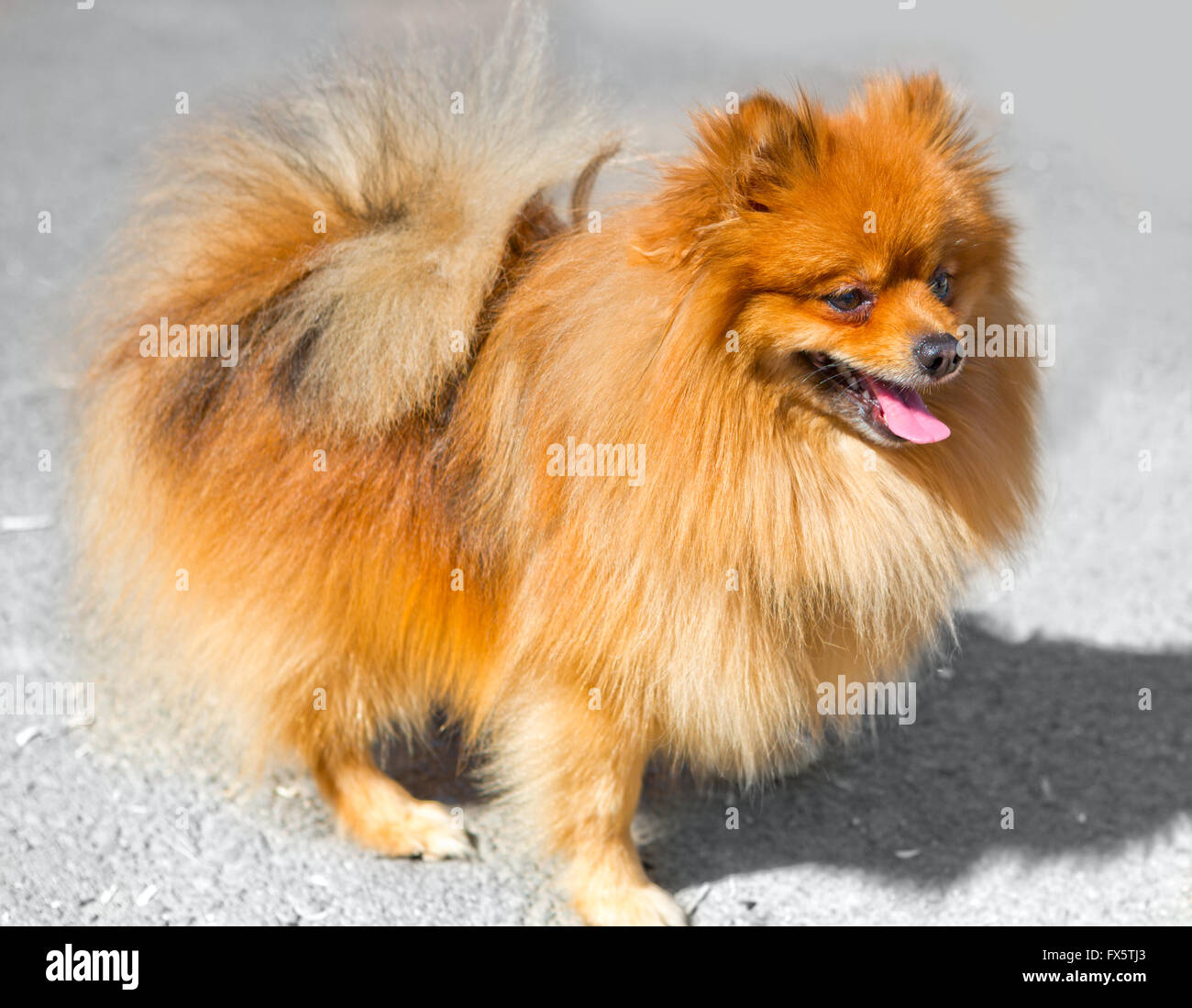Cane di Pomerania animali domestici spitz Foto Stock