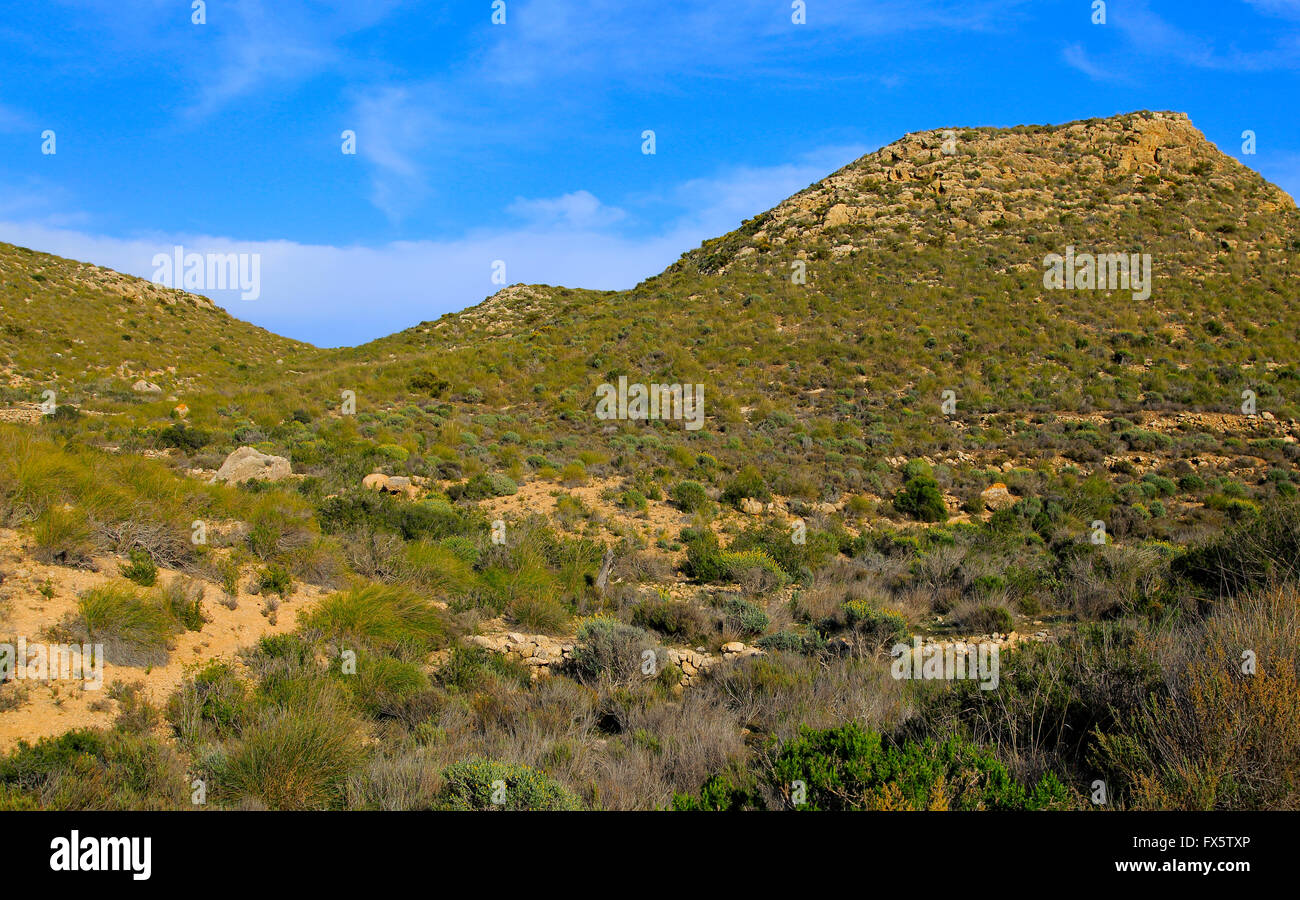 Semi deserto vegetazione a macchia, Rodalquilar, Parco Naturale Cabo de Gata, Almeria, Spagna Foto Stock