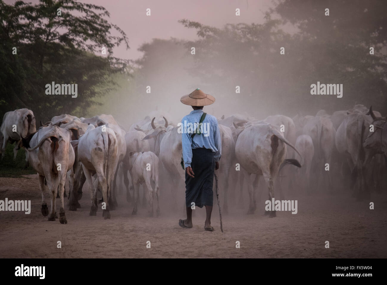 Allevatori Bovini imbrancandosi il loro bestiame attraverso le polverose strade sterrate in Bagan al crepuscolo Foto Stock
