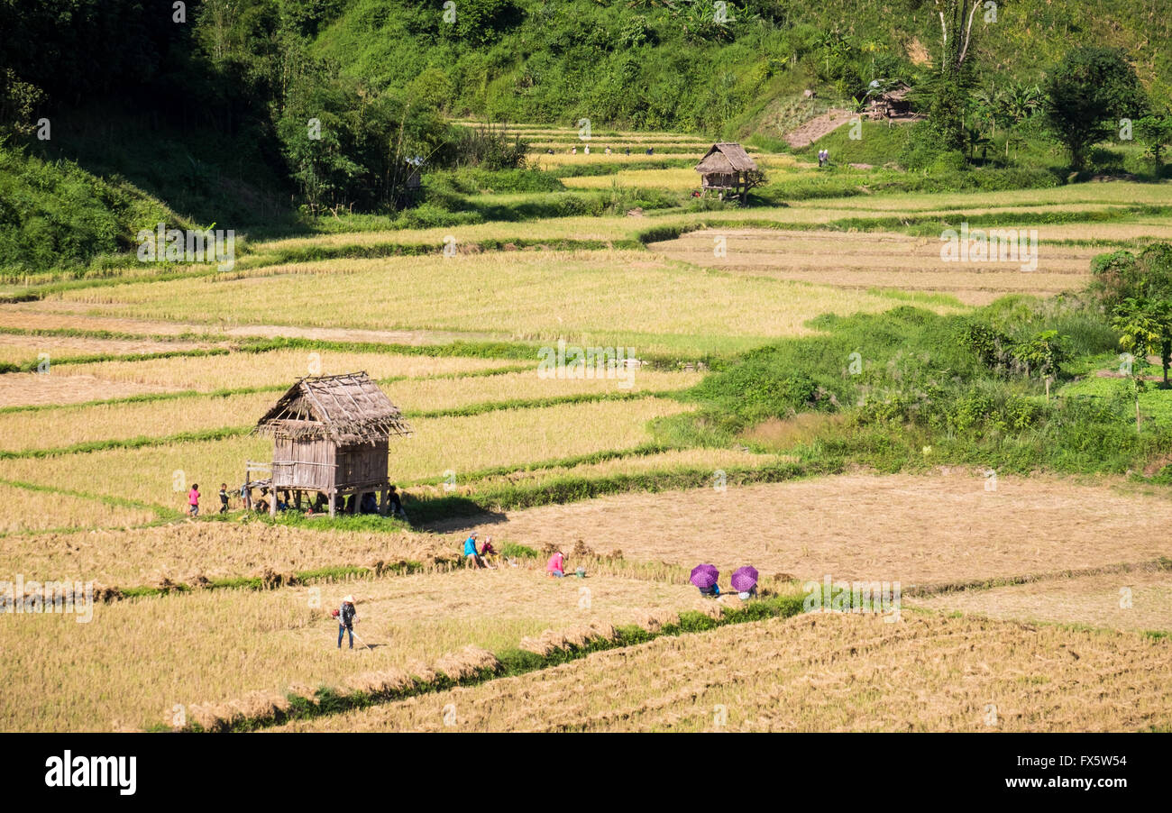 La gente la mietitura del riso nel caldo sole del pomeriggio vicino a Luang Namtha, Repubblica democratica popolare del Laos Foto Stock