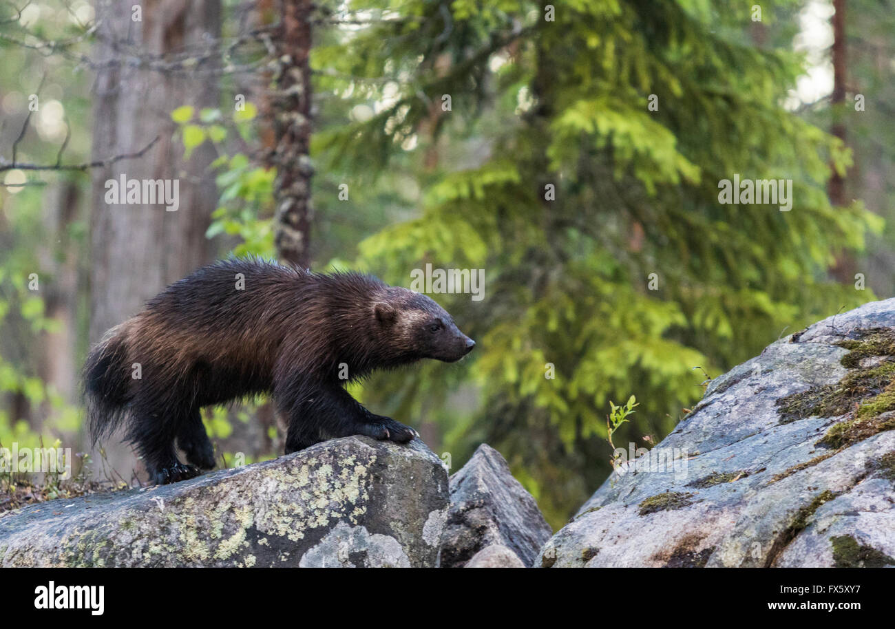 Wolverine, Gulo gulo, passeggiate nella foresta con il suo lato verso la telecamera, Kuhmo, in Finlandia Foto Stock