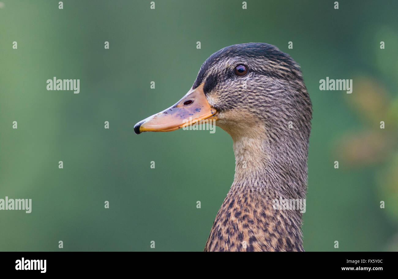 Ritratto di una femmina di Germano Reale, Anas platyrhynchos, di profilo, Skåne, Svezia e Scandinavia Foto Stock