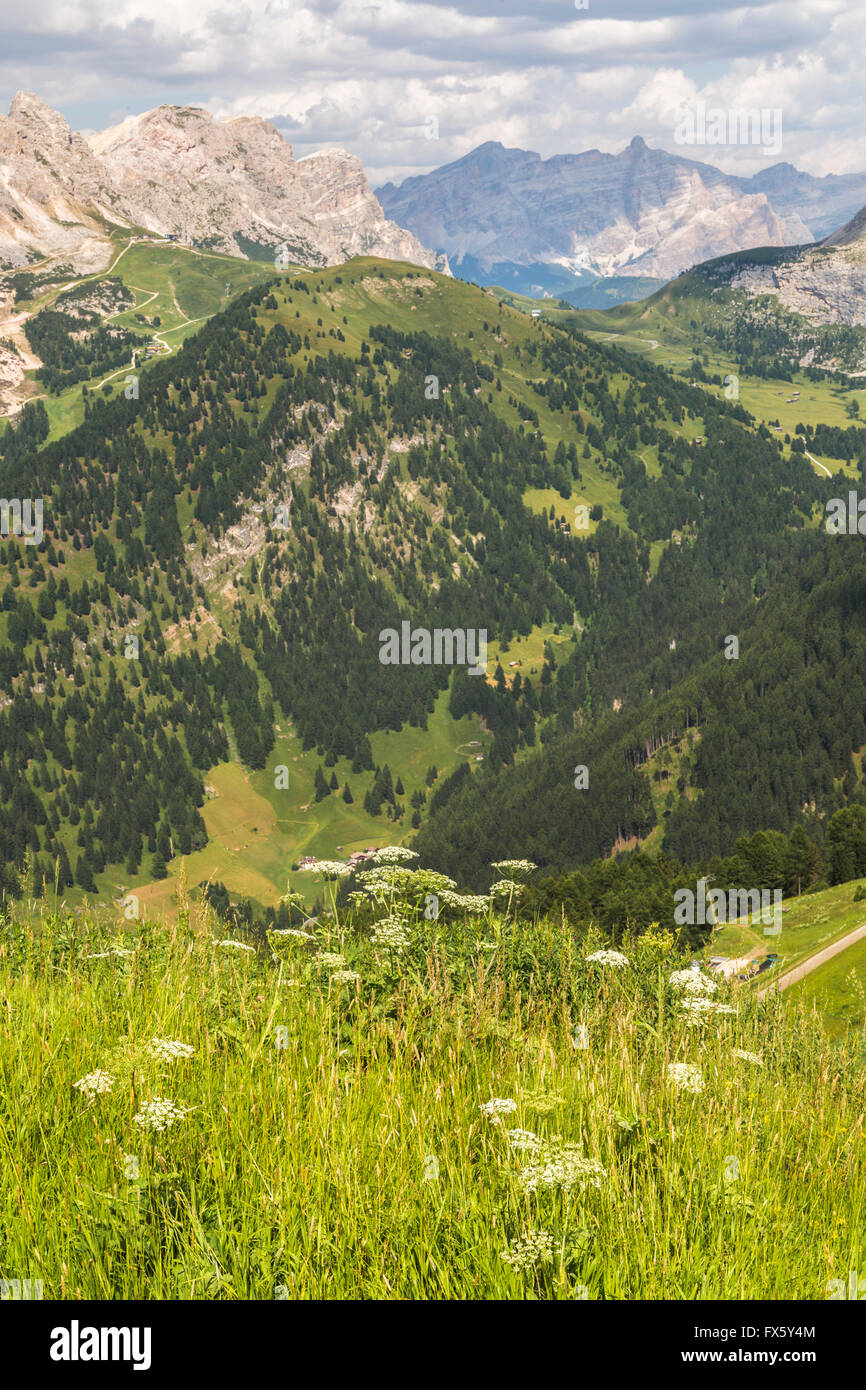 Vista sulle Dolomiti con yarrow in primo piano, alberi e foreste e montagne sullo sfondo, Selva di Val Gardena, Dolomit Foto Stock
