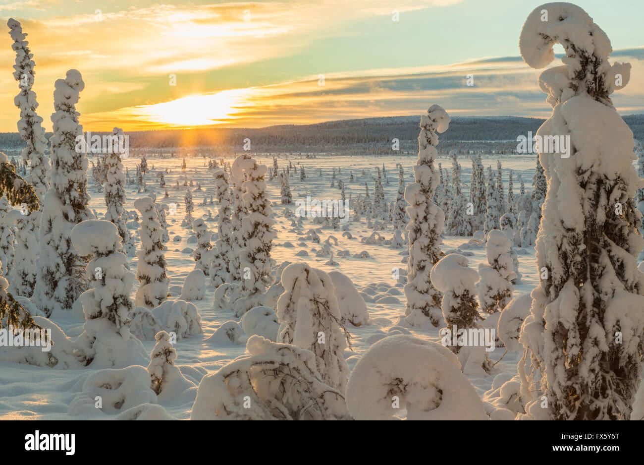 Paesaggio invernale in luce diretta in caldi dopo mezzogiorno luce, con abbondanza di neve sugli alberi, Gällivare, Lapponia svedese, Svezia Foto Stock