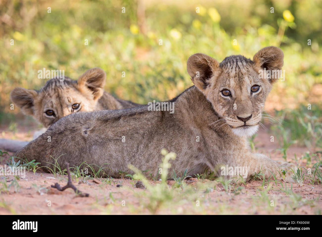 Lion cubs (Panthera leo) nel Kalahari Kgalagadi Parco transfrontaliero, Northern Cape, Sud Africa Foto Stock