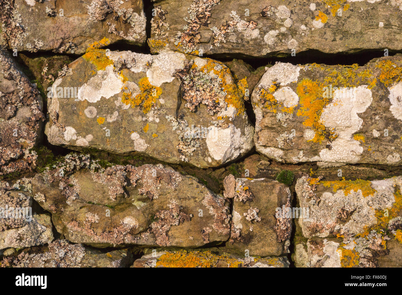 Il Lichen sul muro di pietra, Kielder, Northumberland, Regno Unito Foto Stock