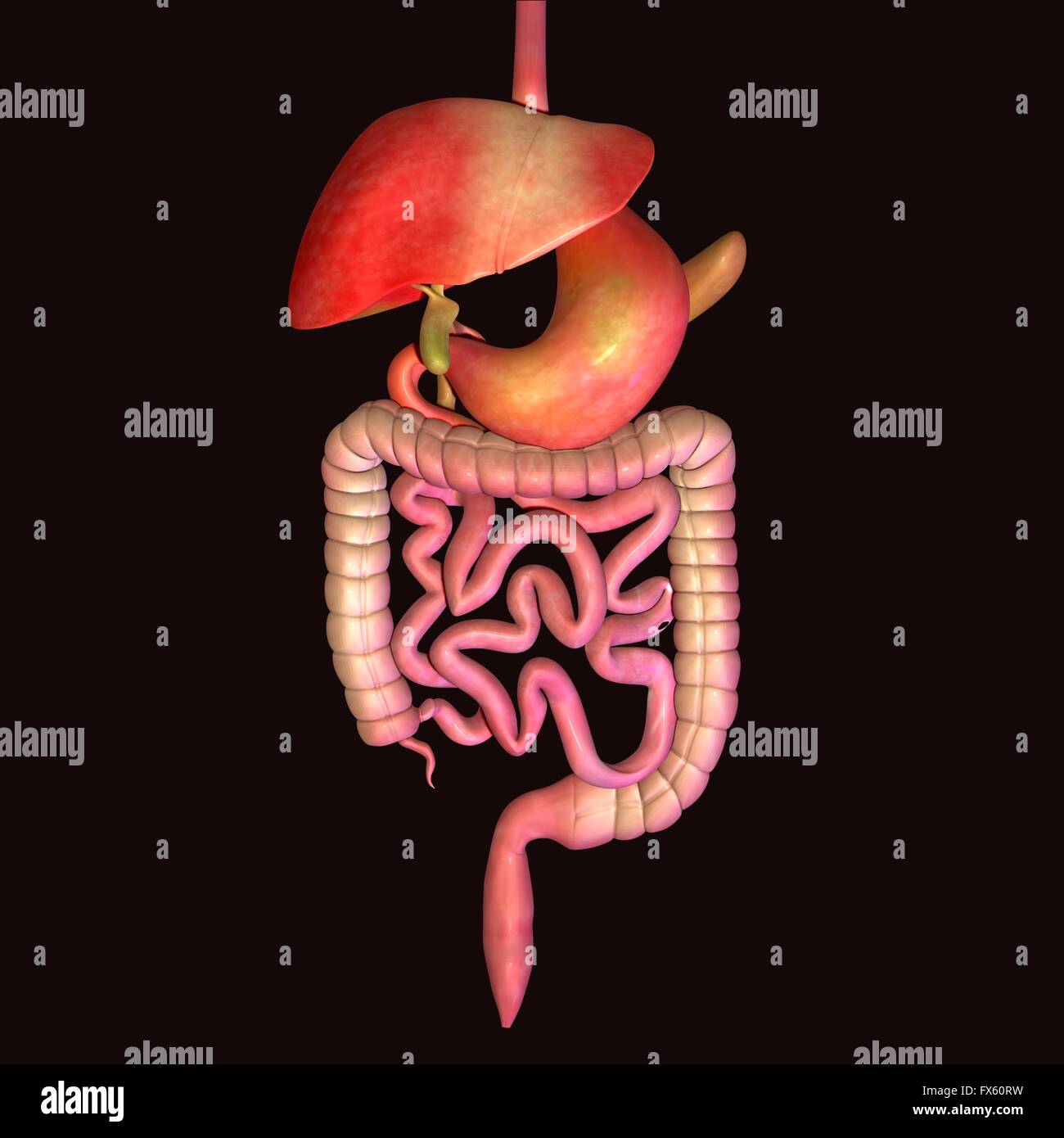 Digestivo, sistema, stomaco umano, digestione, anatomia, illustrazione, corpo, intestino, medica e sano, colon, fegato, Foto Stock