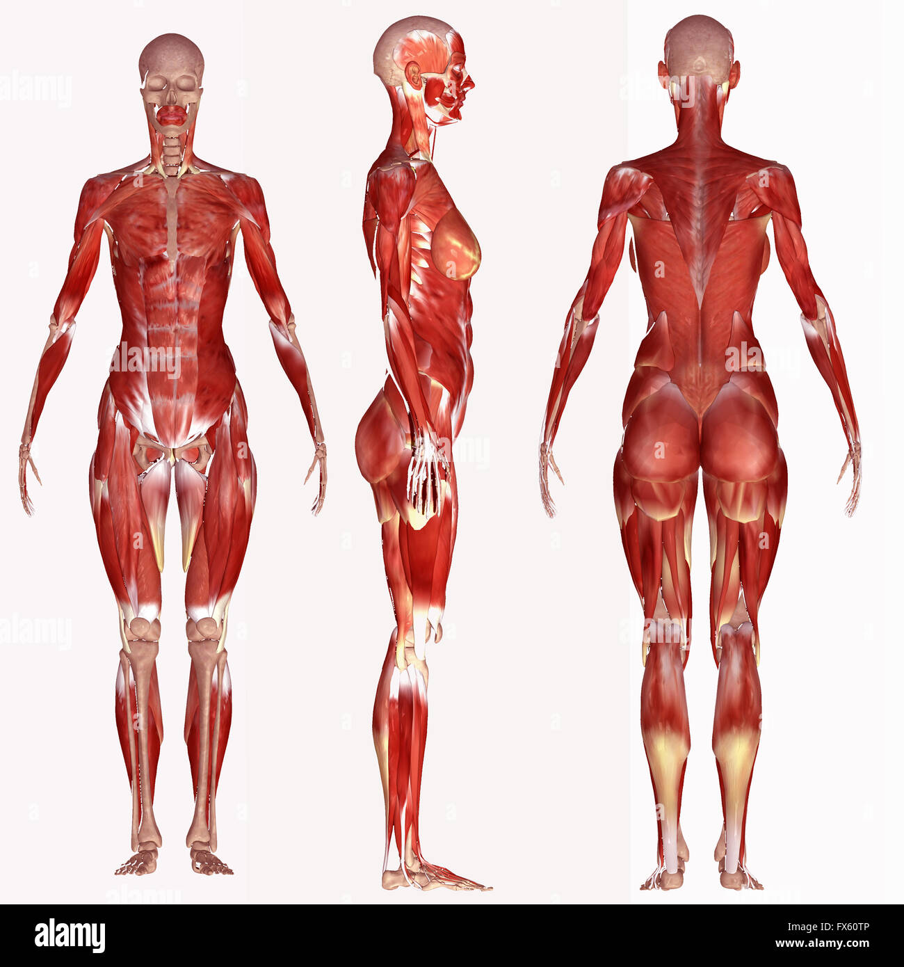 Il corpo umano, anatomia, muscolo, medico, uomo, medicina, illustrazione, maschio, salute, muscolare, scienza, sistema, biologia, muscoli, ho Foto Stock
