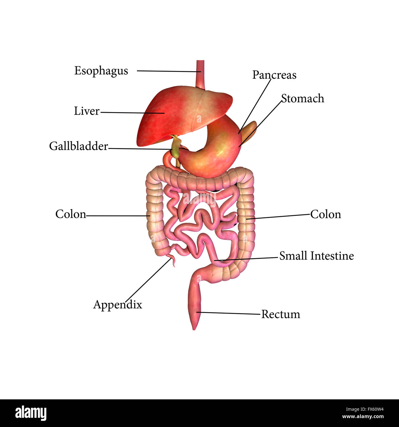 Digestivo, sistema, umana, stomaco, anatomia, digestione, illustrazione, corpo, intestino, salute, medici, colon, fegato sano, sc Foto Stock