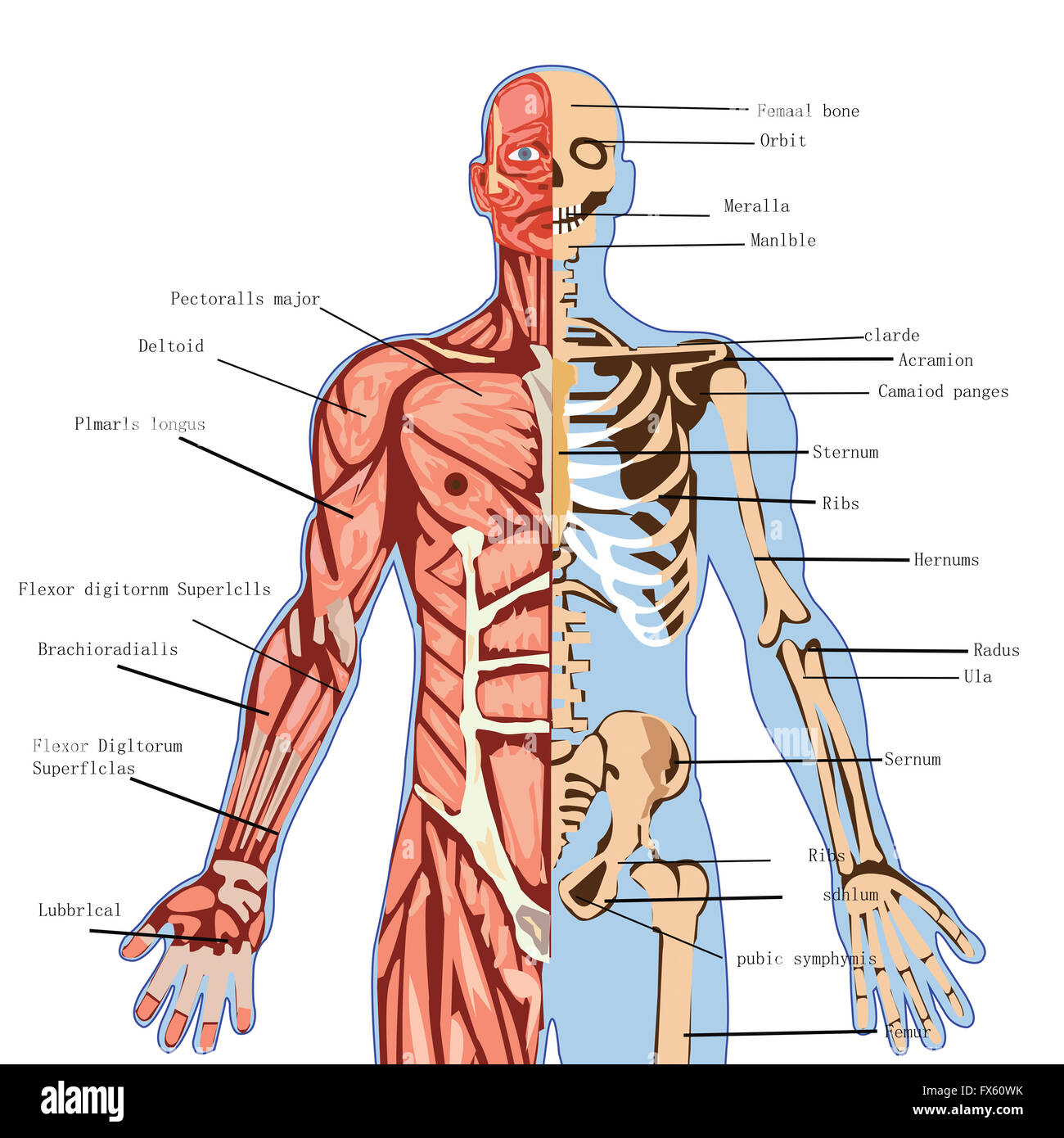 Il corpo umano, anatomia, medico, salute, illustrazione, medicina, scienze, Una infografica, biologia, sistema, cuore, l'uomo, maschio, cervello, Foto Stock