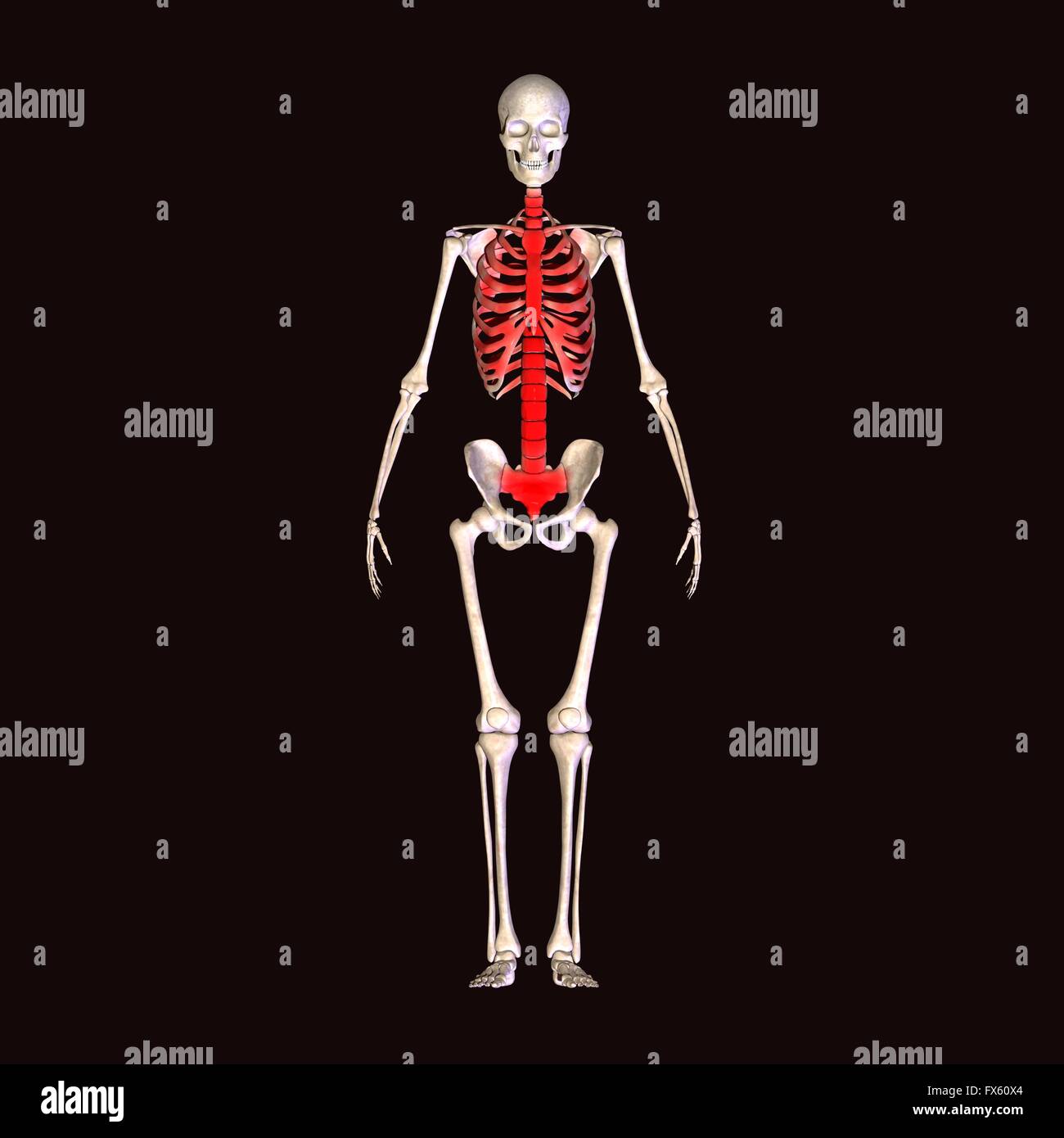 Corpo pieno, umana, lo scheletro, anatomia, medico, ray, medicina, 3d, scienza, x, cranio, xray, isolato, osso, maschio, x-ray, biologia, Foto Stock