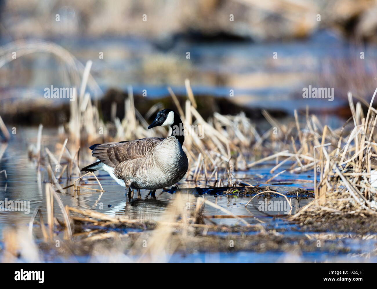 Il Canada Goose è una grande oca selvatica specie con un nero della testa e del collo, macchie bianche sulla faccia e un corpo marrone. Foto Stock