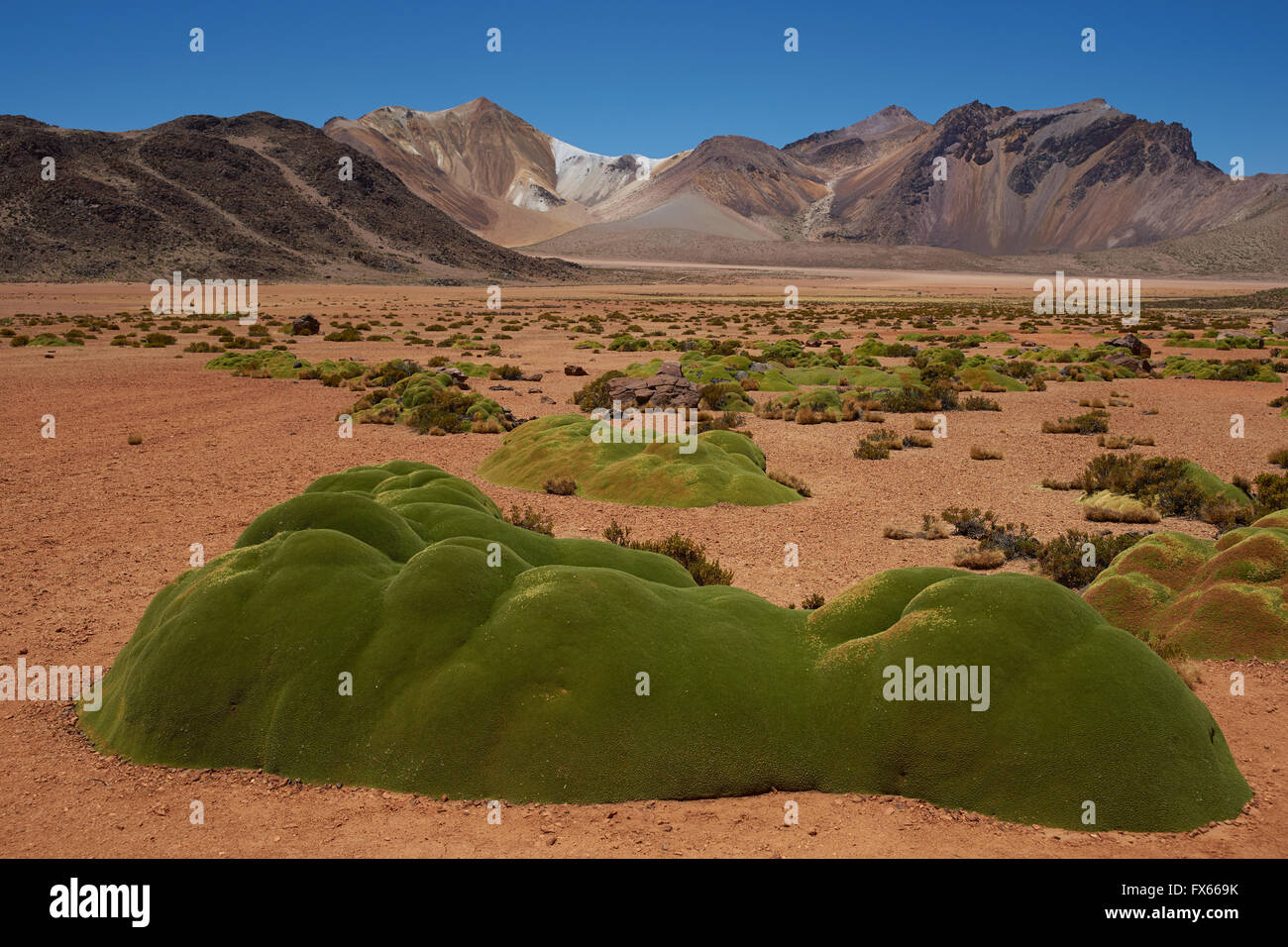 Montagne colorate a Suriplaza nel deserto di Atacama nel nord-est del Cile. Foto Stock