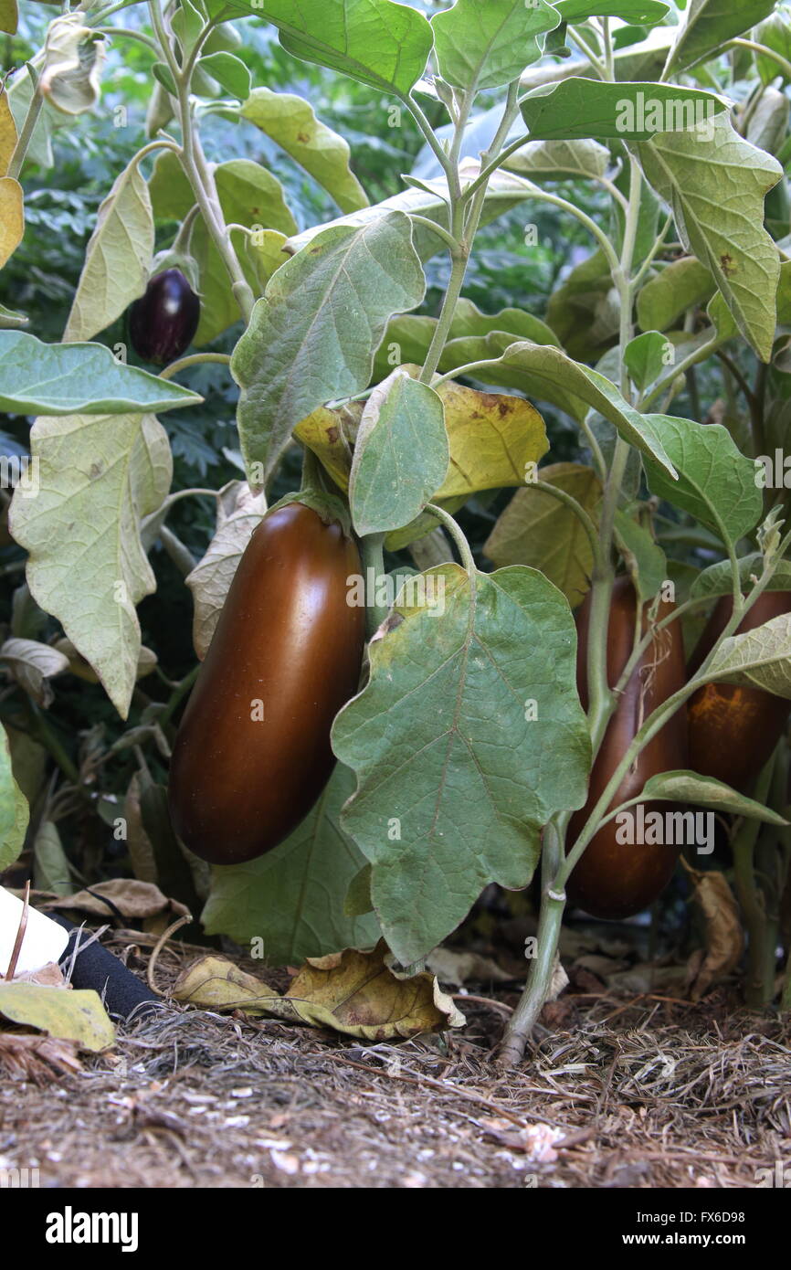 Homegrown Black Beauty Solanum melongena, viola melanzane, brinjals o melanzane Foto Stock