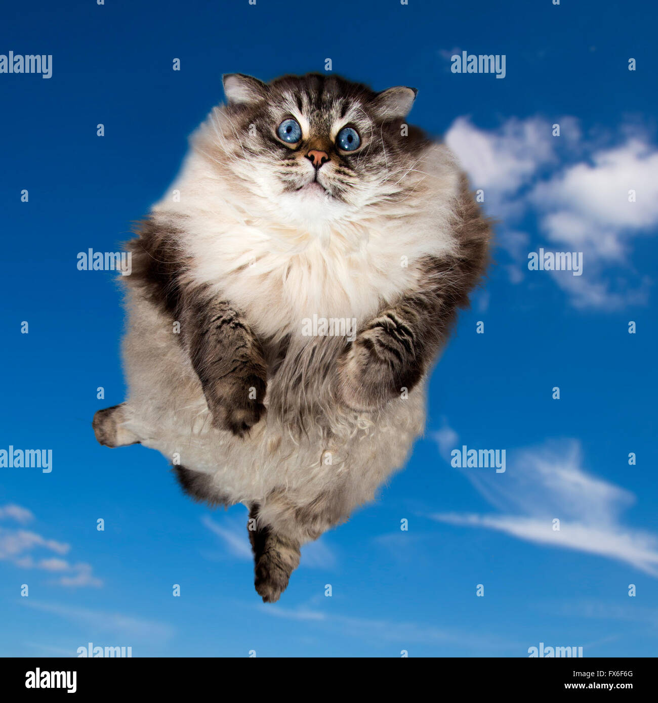 Funny cat volare nel cielo Foto Stock
