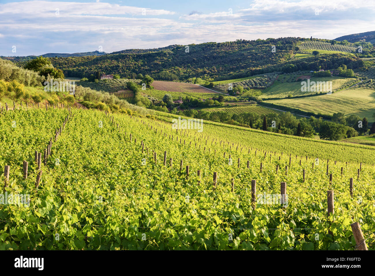 Tipico paesaggio toscano con vigneti vicino a San Gimignano-Italy Foto Stock