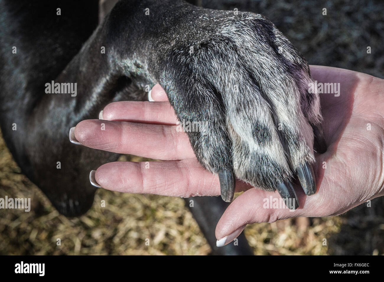 Donna che mantiene la zampa di un nero alano nella sua mano. Foto Stock