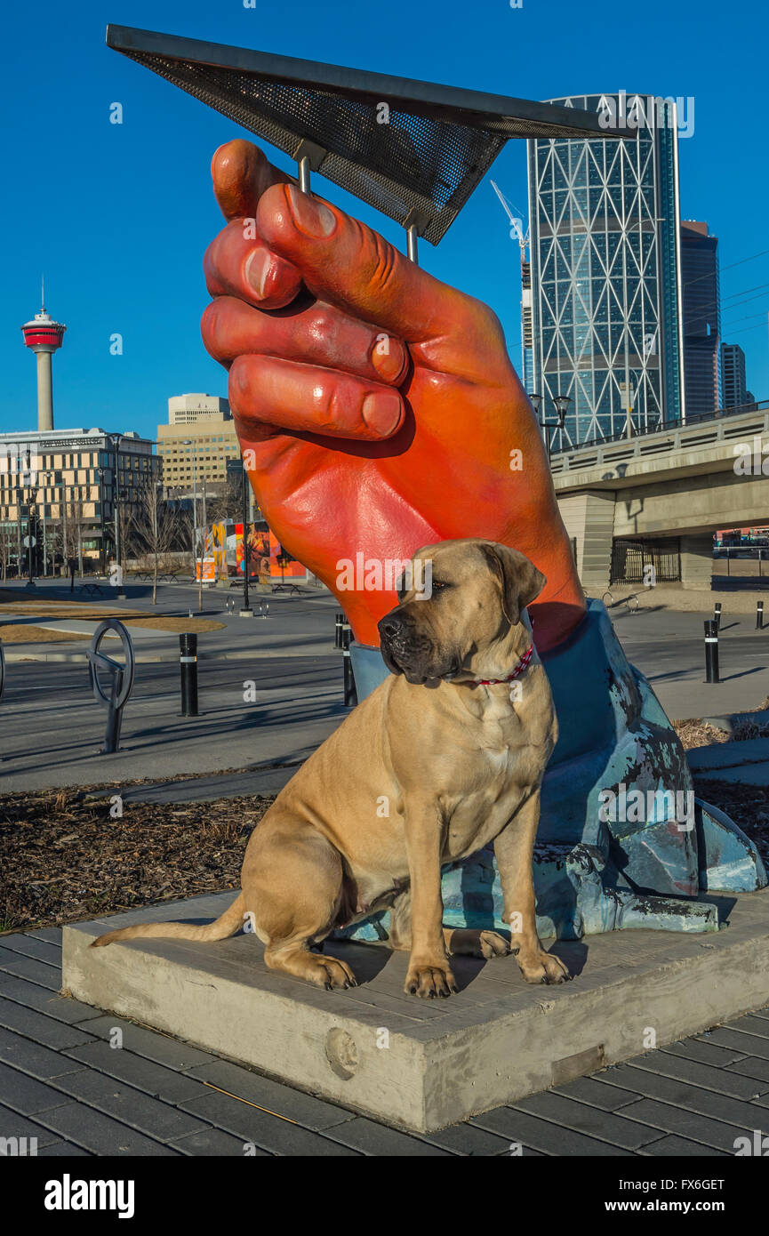 Boerboel mastiff, South African Mastiff, cane, 20 mesi, indossando un colletto rosso, East Village, Calgary, Alberta, Canada Foto Stock