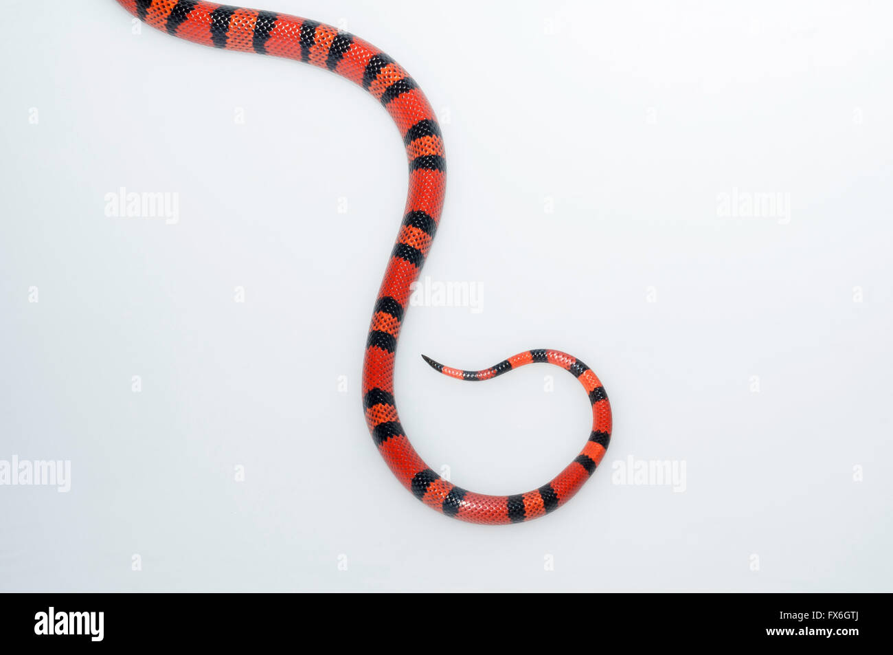 Latte honduregno snake, Lampropeltis triangulum hondurensis, mandarino fase), nativo di Honduras, Nicaragua e Costa Rica; ritaglio Foto Stock