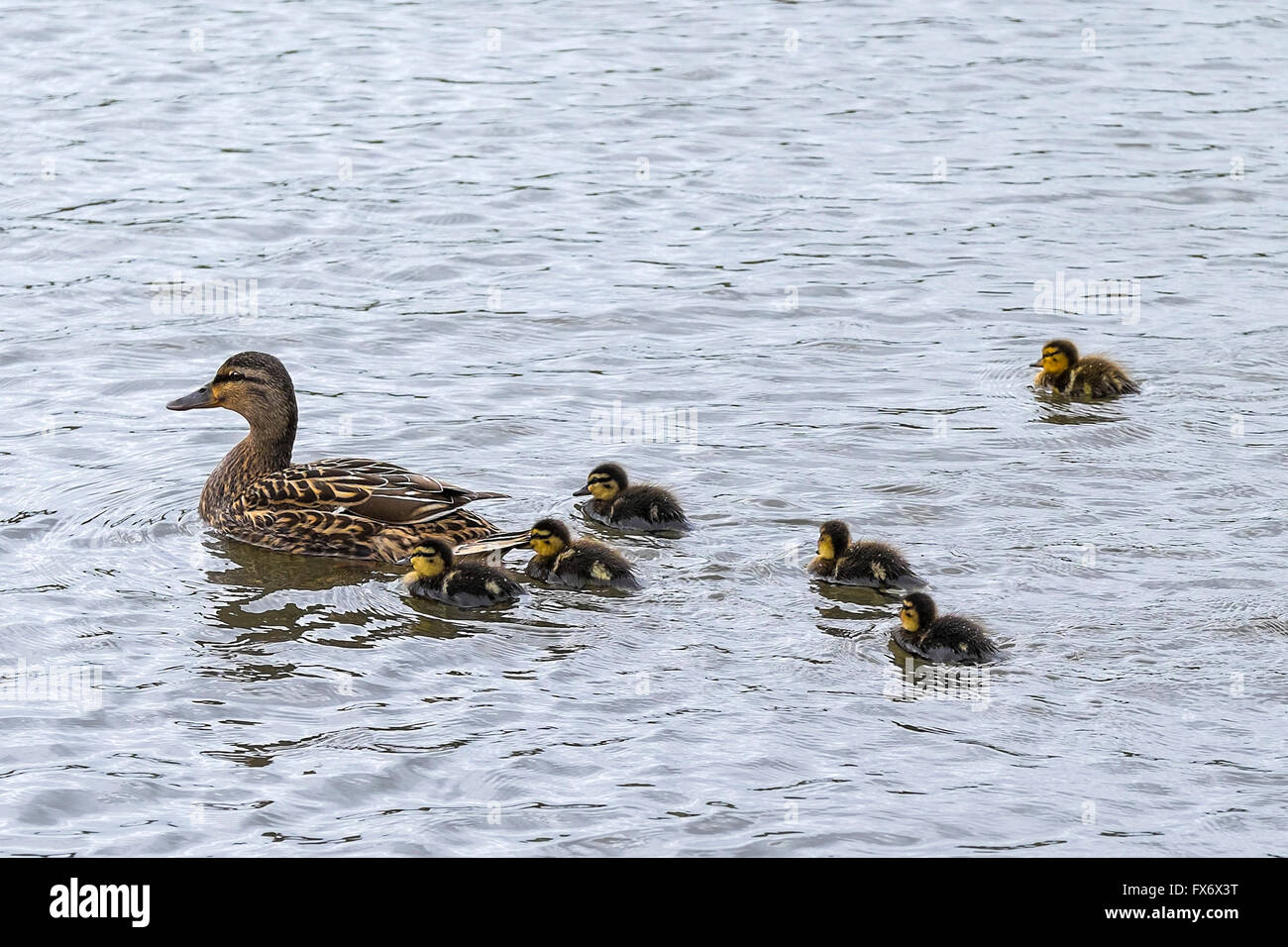 Una femmina di Mallard Duck e i suoi giovani anatroccoli. Foto Stock