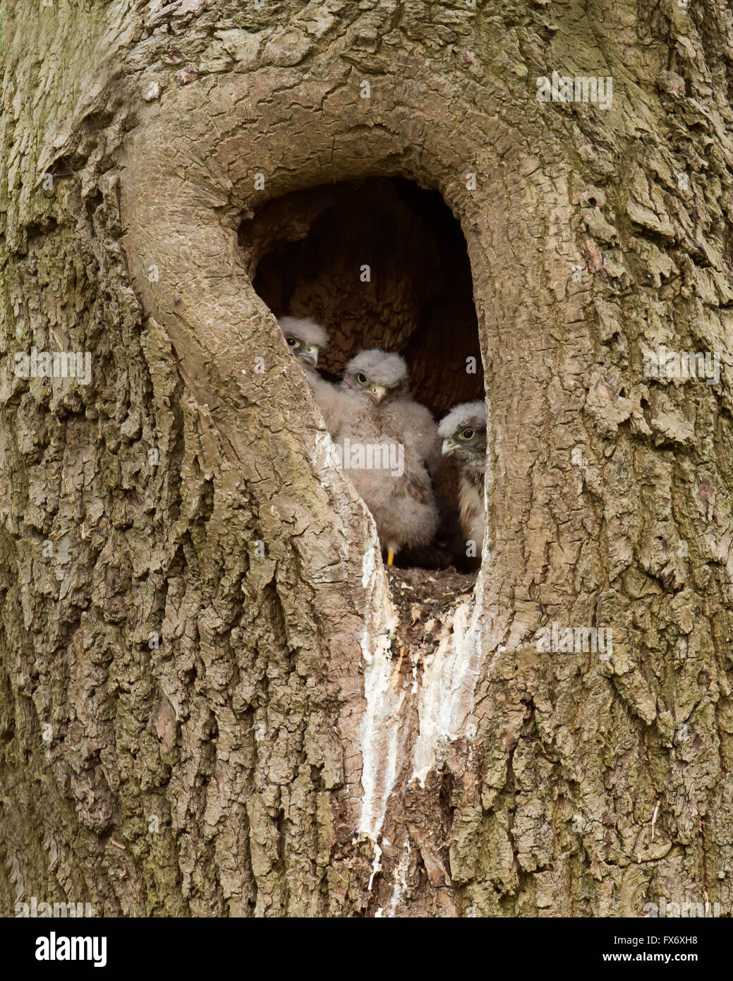 3 Wild pulcini di Gheppio Falco tinnunculus all'interno albero naturale cavità nido Foto Stock