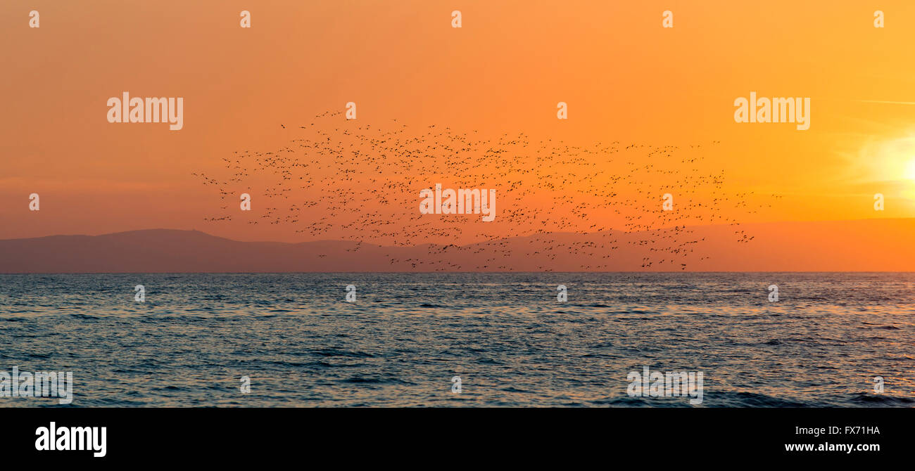 Stormo di uccelli di mare al tramonto sul Mare Mediterraneo, Kardamili, Peloponneso, Grecia Foto Stock