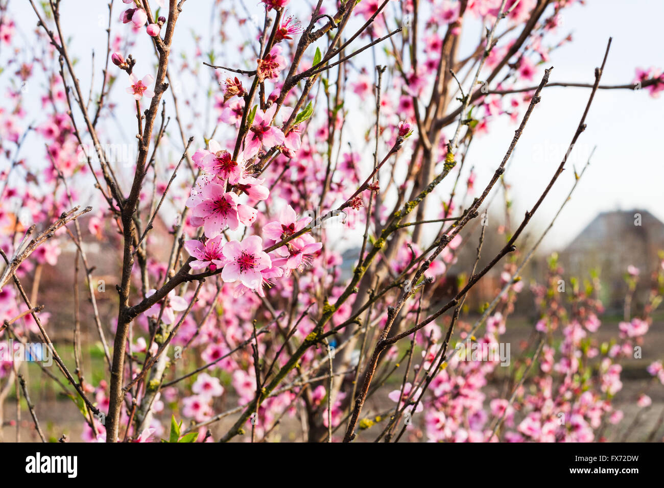 Fioritura di pesco in primavera soleggiata sera Foto Stock